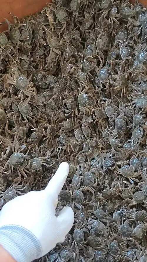 蟹苗，扣蟹，大闸蟹幼苗，大母本