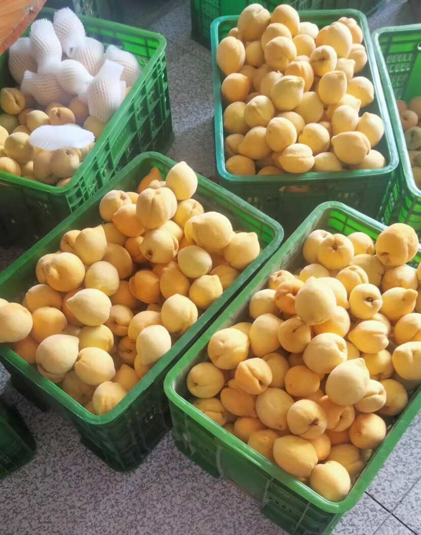 湖南永州双牌锦绣黄桃 新鲜水果核果仁果类 黄桃优质产地直供