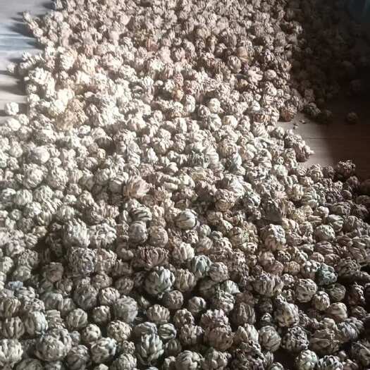 易门县洋蓟干果