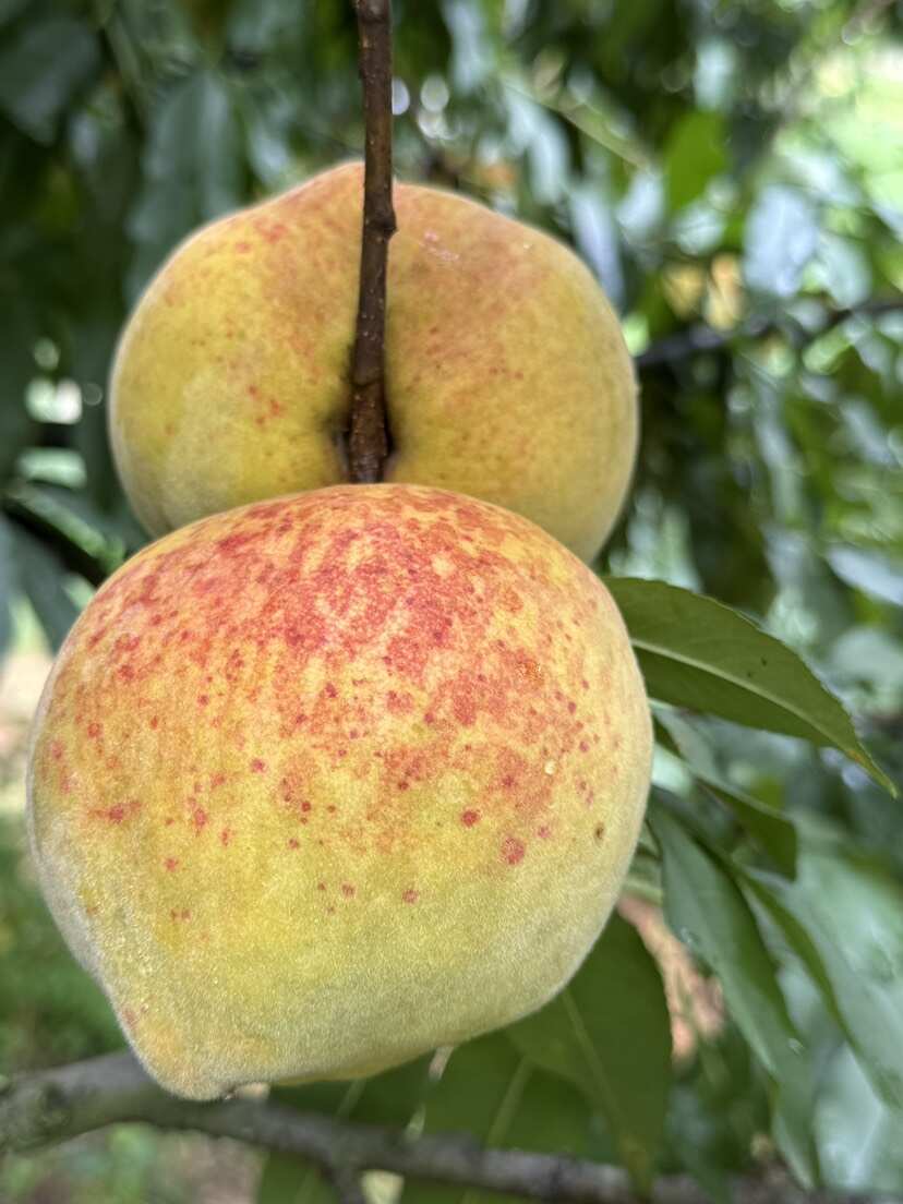 黄桃