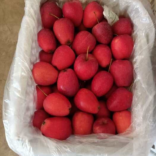 东丰县鸡心果
