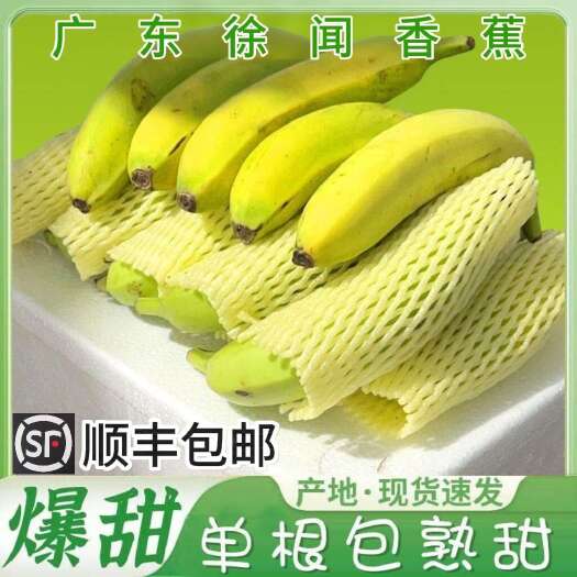 徐闻县广东徐闻大香蕉新鲜水果徐闻巴西蕉（顺丰包邮）