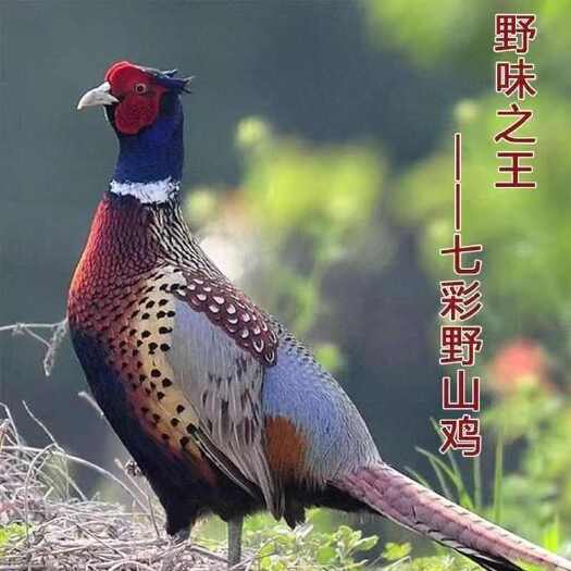临沂山鸡各种规格齐全质量保证全国冷链发货