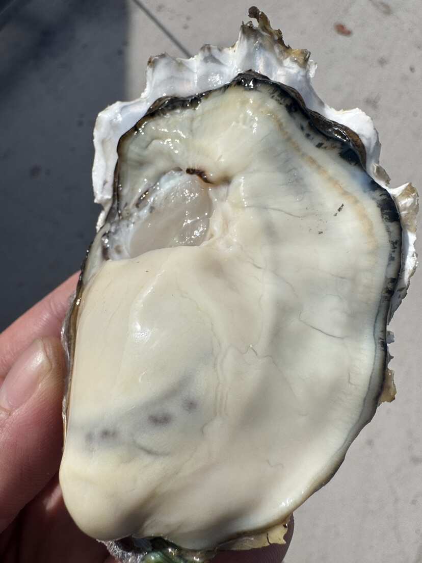 乳山生蚝工厂直营，产地直发