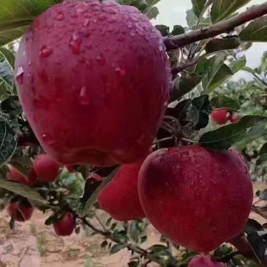 礼县花牛