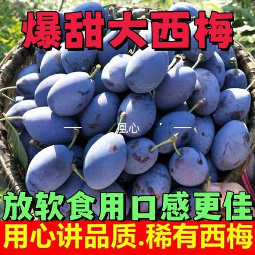 汉源县四川蓝蜜西梅高山露天果汉源产地一件代发电商团购
