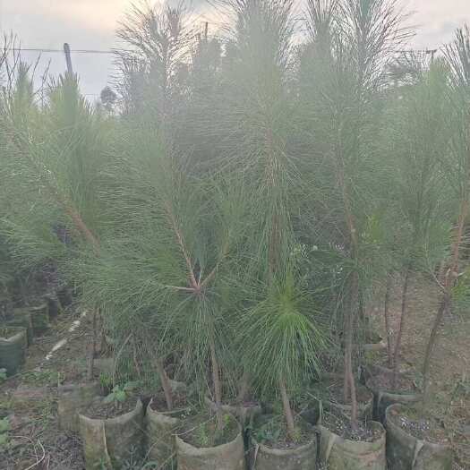 大杯马尾松.本地松