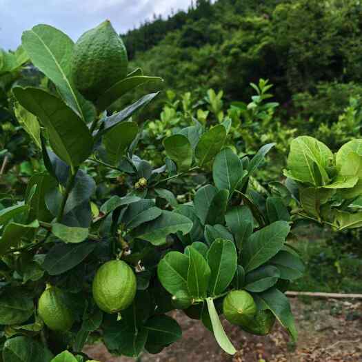 广东香水柠檬商用超靓无籽手打柠檬茶专用当季新鲜水果一级奶茶店