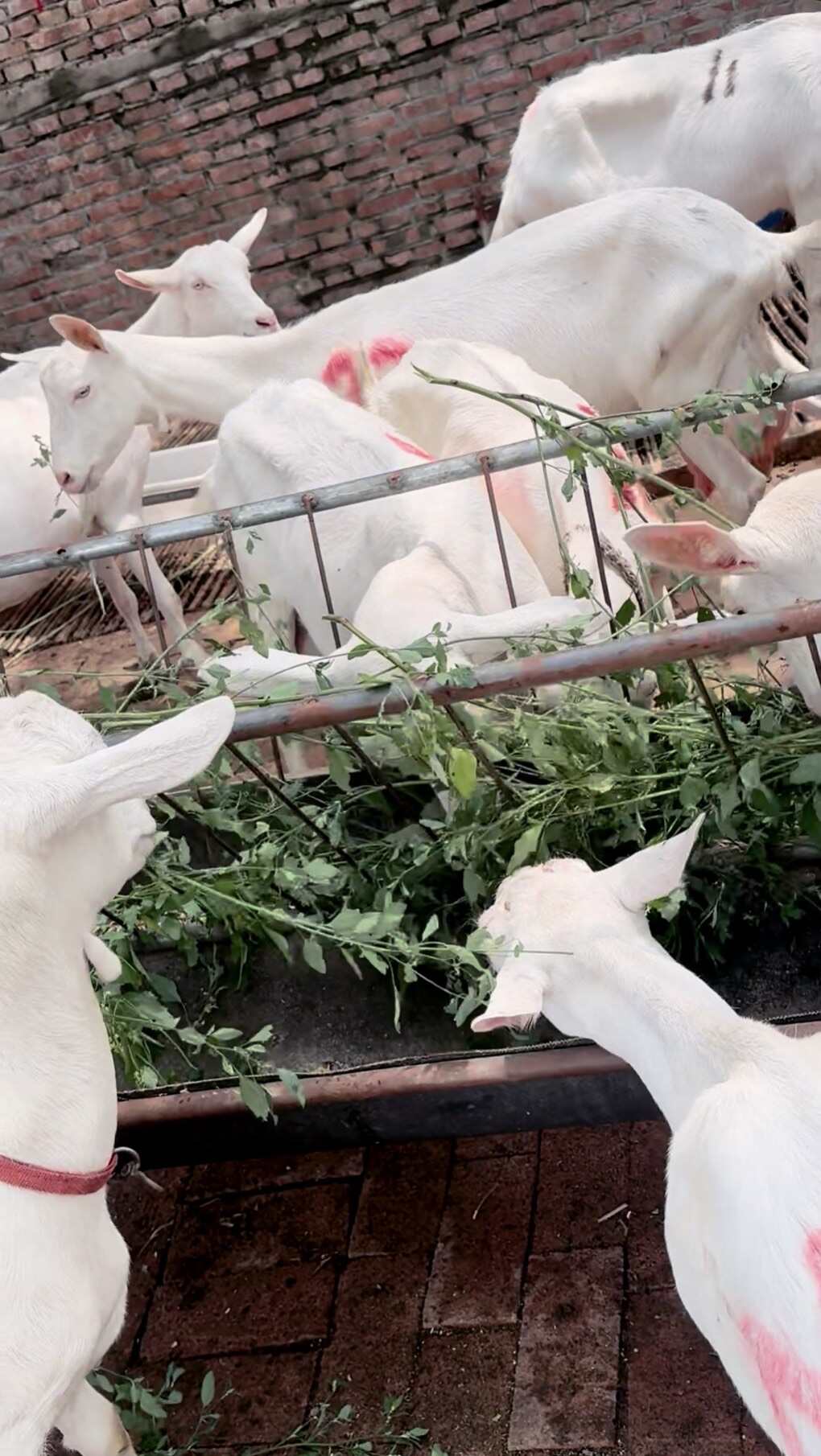 现有一批健康的奶山羊待售。