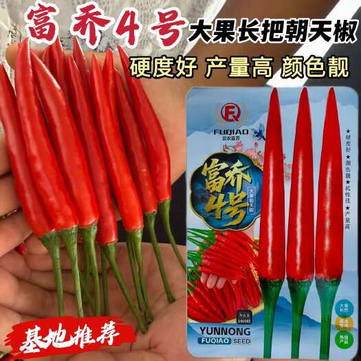 沭阳县富乔4号朝天椒种子中晚熟大果朝天椒种子大果长把单生朝天椒种子