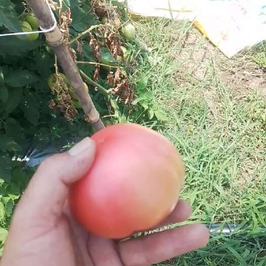 米易县大棚西红柿大量上市