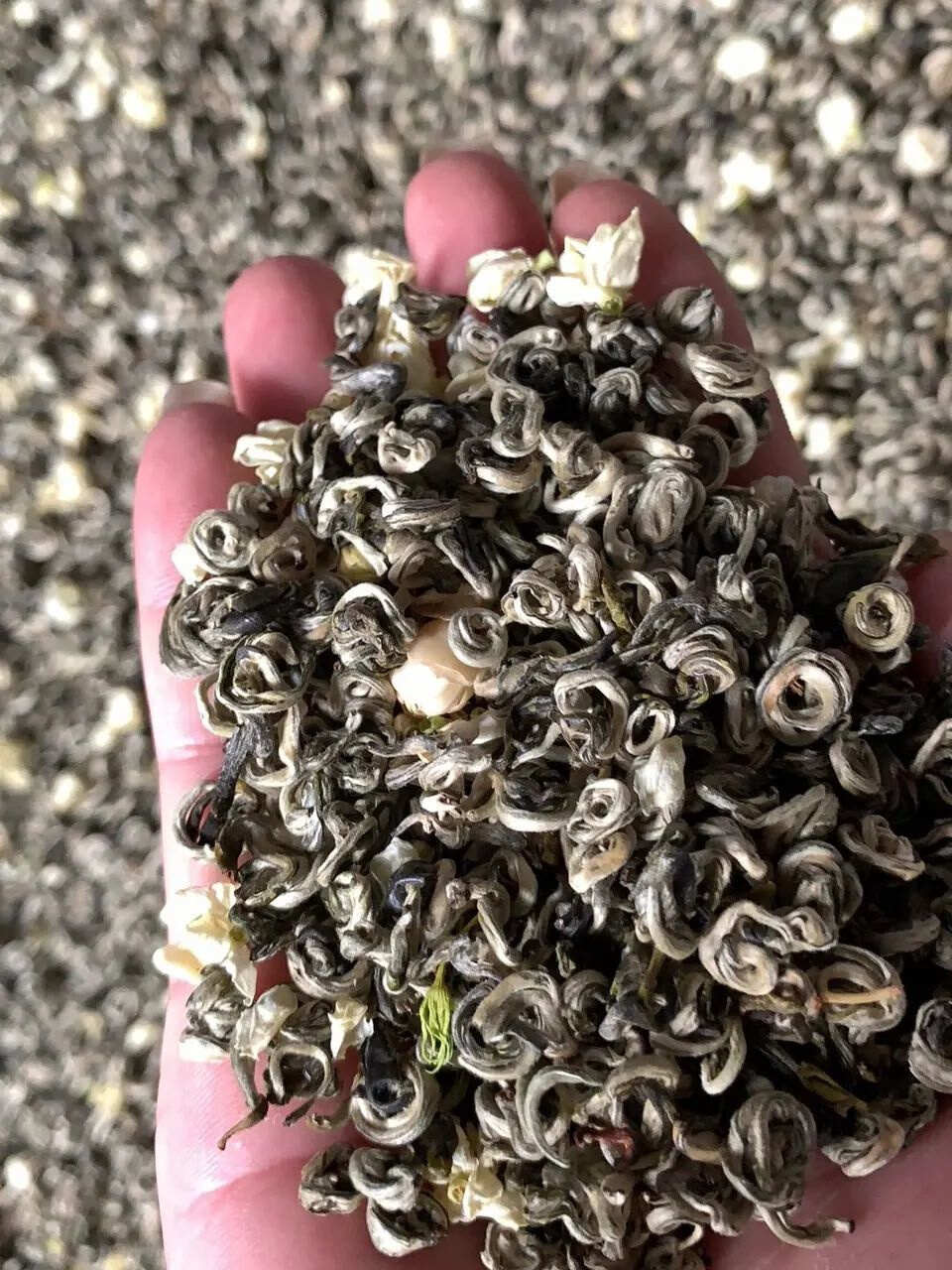 新茶广西横县金花茶叶新茉莉花茶银螺雪芽毛尖毛峰浓香型花茶包邮