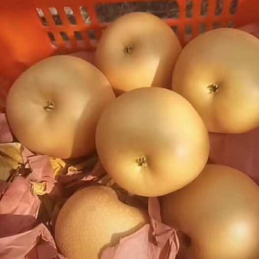 莱西市秋月梨