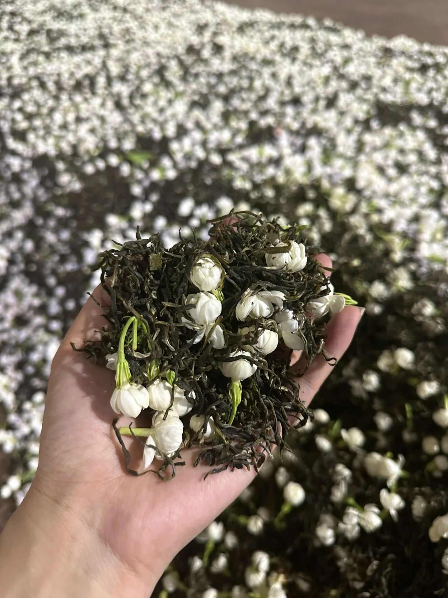 新茶广西横县金花茶叶新茉莉花茶银螺雪芽毛尖毛峰浓香型花茶包邮