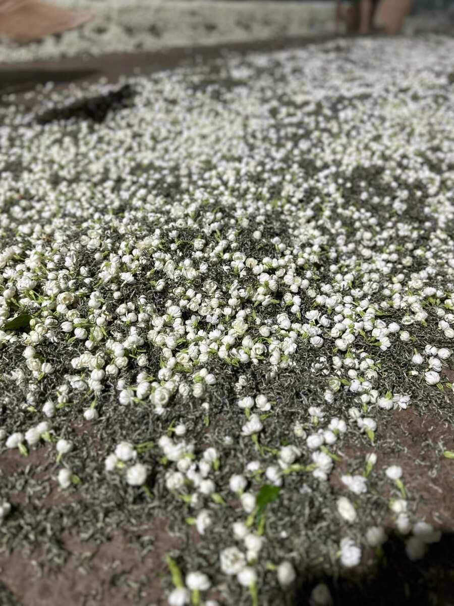新茶广西横县金花茶叶新茉莉花茶银螺雪芽毛尖毛峰浓香型花茶包邮