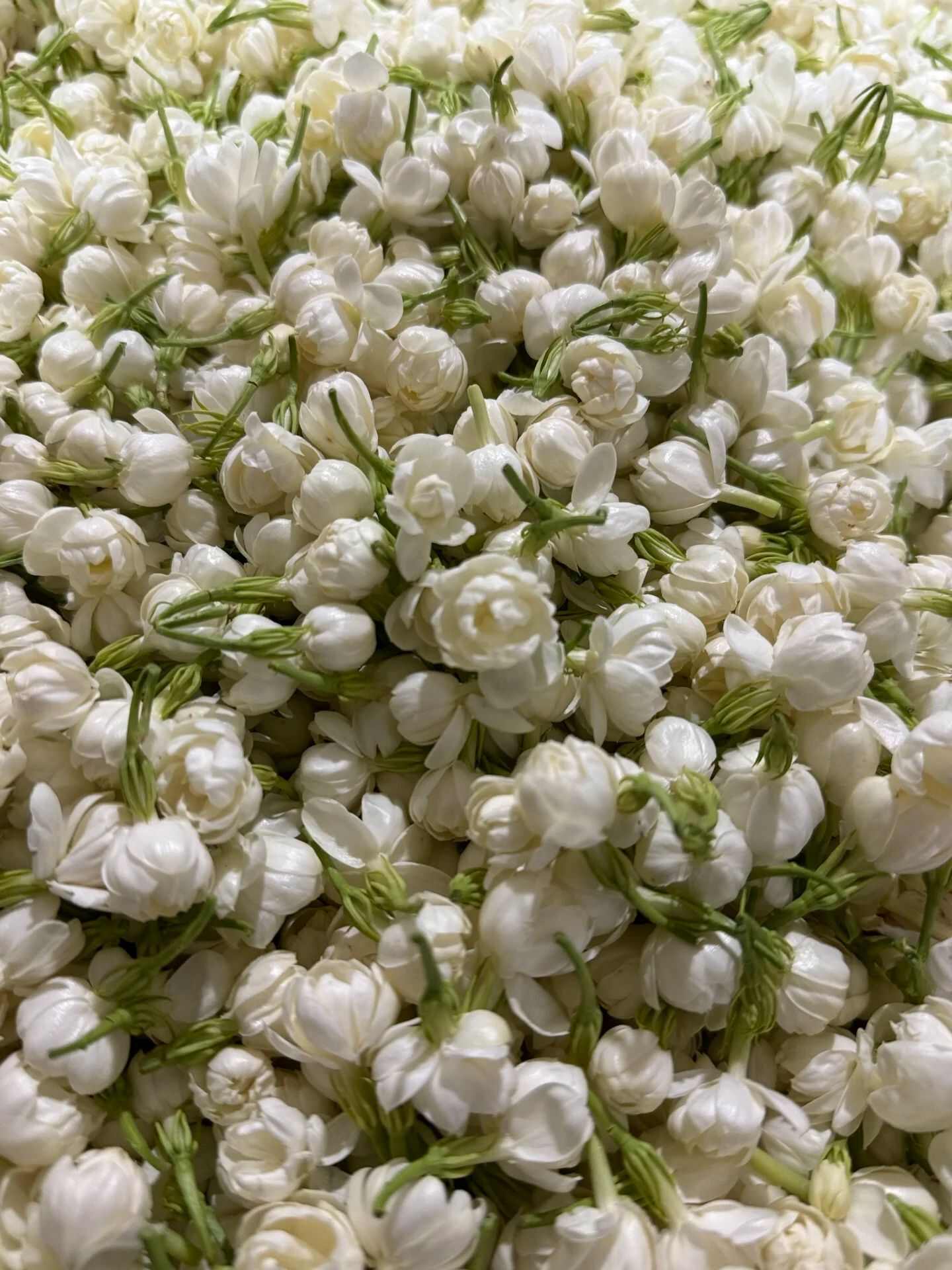 新茶广西横县金花茶叶新茉莉花茶银螺雪芽毛尖毛峰浓香型花茶包邮