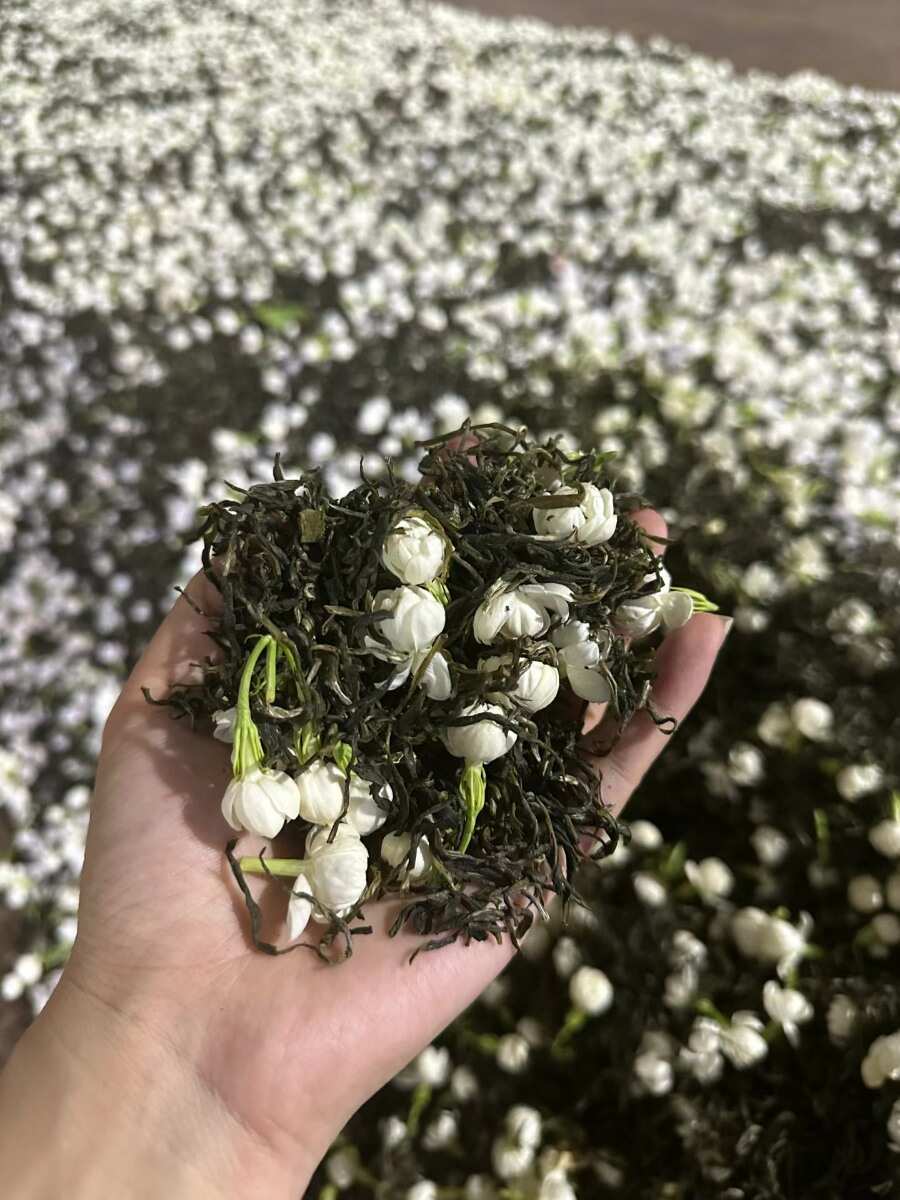 新茶广西横县金花茶叶新茉莉花茶银螺雪芽毛尖毛峰浓香型花茶包邮