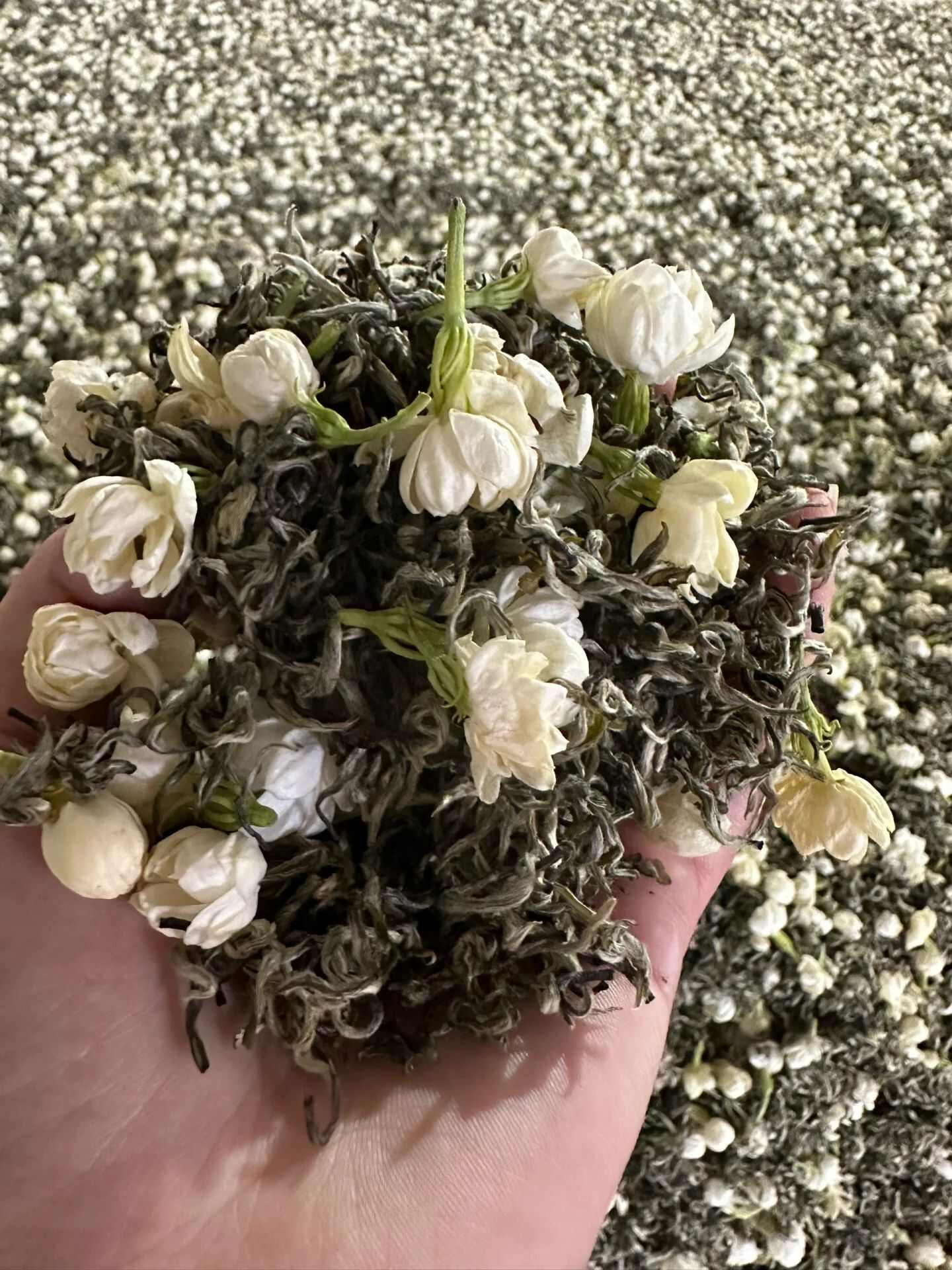 新茶广西横县金花茶叶新茉莉花茶银螺雪芽毛尖毛峰浓香型花茶包邮