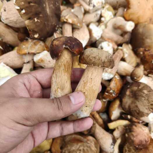 永吉县吉林永吉鲜香菇 野生食用菌蔬菜批发（牛肝菌）
