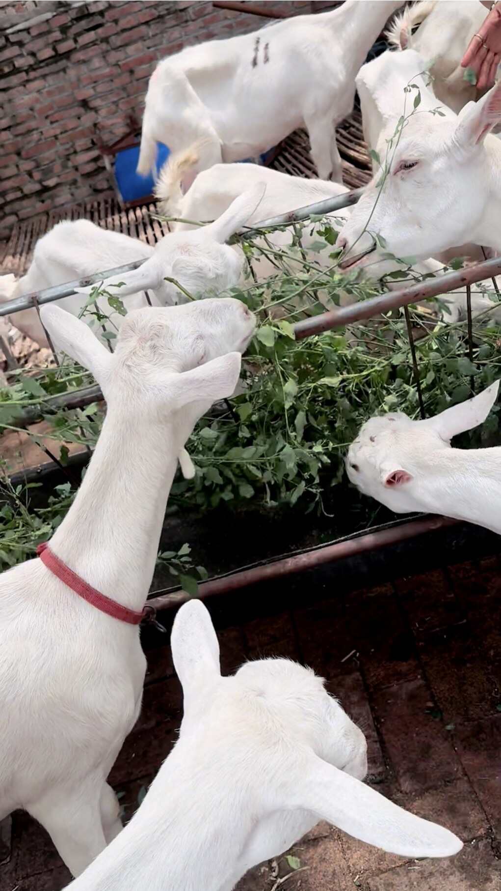 现有一批健康的奶山羊待售。