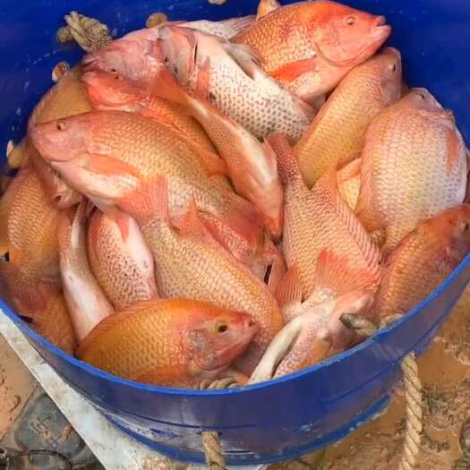 吊水彩虹鲷鱼,没臭泥味