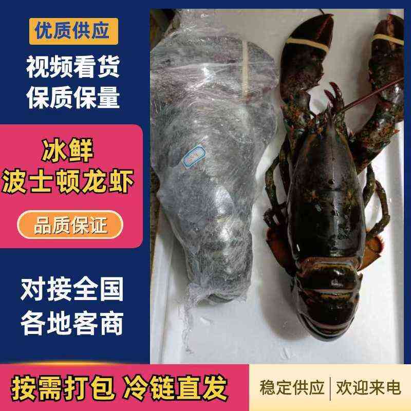 波士顿龙虾  精品特大冰冻波士顿波龙5-7.8斤一只5斤起包