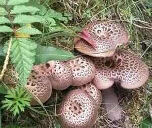 阿坝县黑虎掌菌