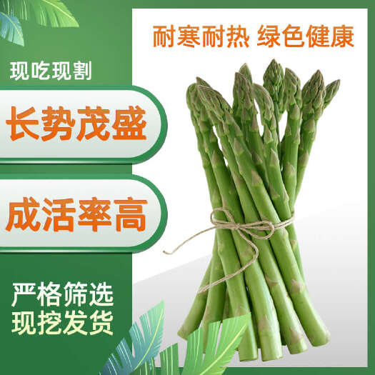 曹县芦笋根苗现挖现发四季都可以栽种可食用盆栽四季耐寒耐高温