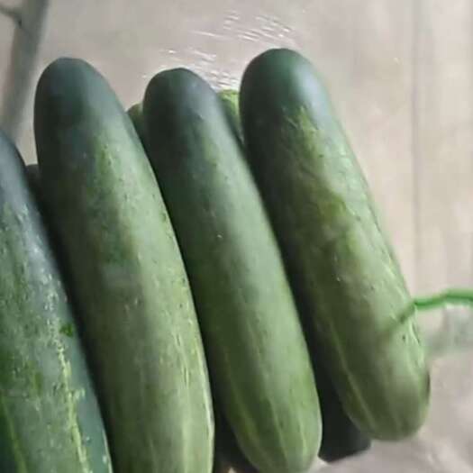 龙岩黄瓜