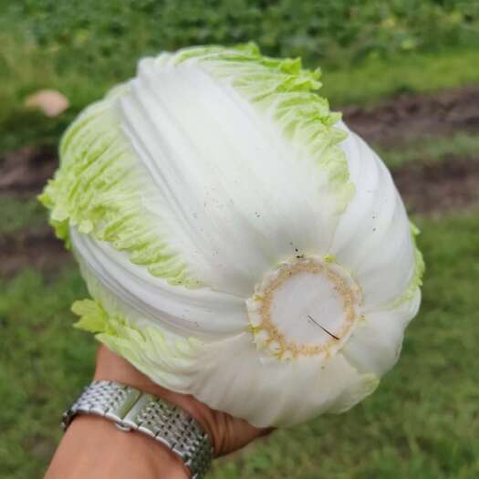 沽源县黄心白菜