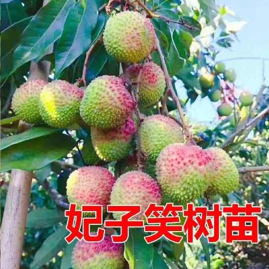 灵山县正品妃子笑荔枝苗嫁接苗南方果树苗地栽盆栽阳台庭院种植广西发货