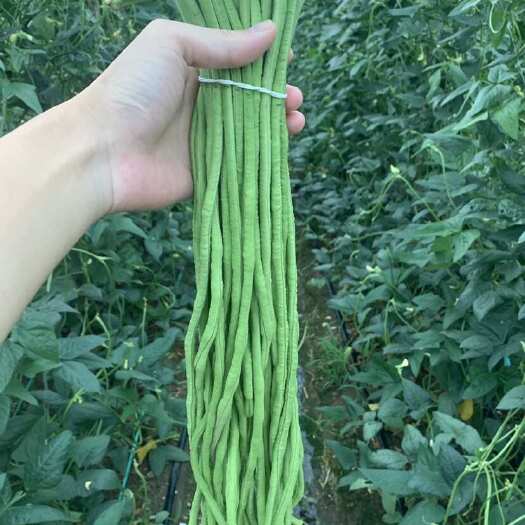 新沂市【新鲜】长豆角 豇豆大量上市现摘现发