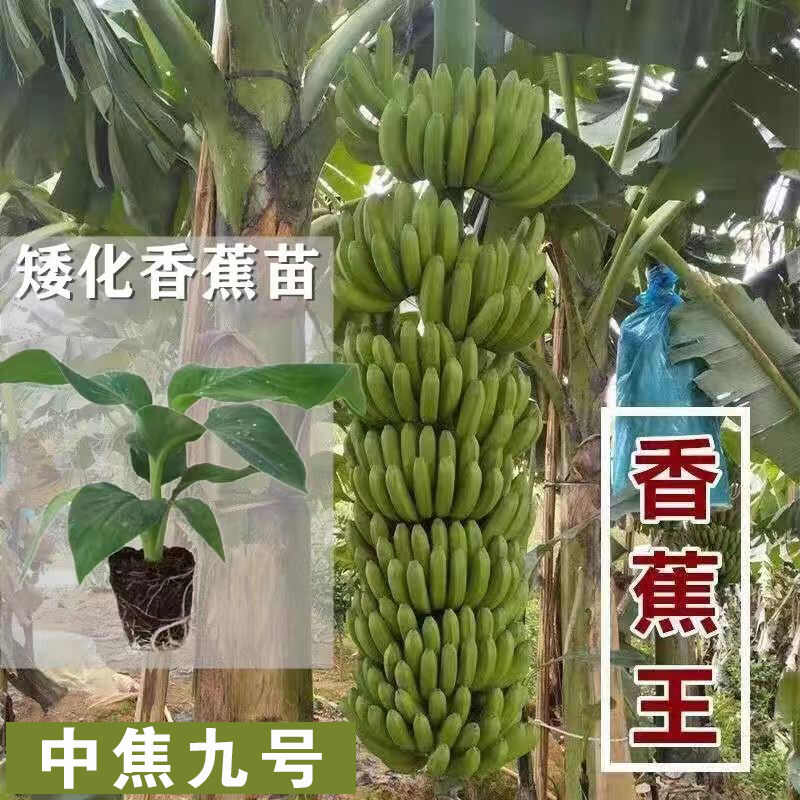 中蕉9号香蕉苗粉蕉苗皇帝蕉苗南方果树苗 地栽盆栽阳台庭院种植