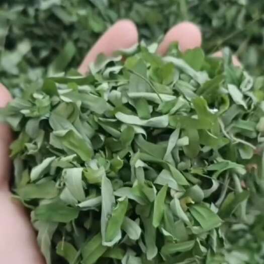 玉林相思叶，纯叶
