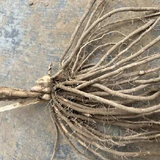 曹县优质芦笋根种苗 山东菏泽曹县发货