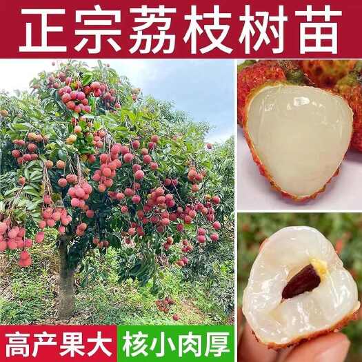 灵山县正品桂味荔枝苗嫁接苗地栽盆栽阳台庭院种植地栽盆栽阳台庭院种植