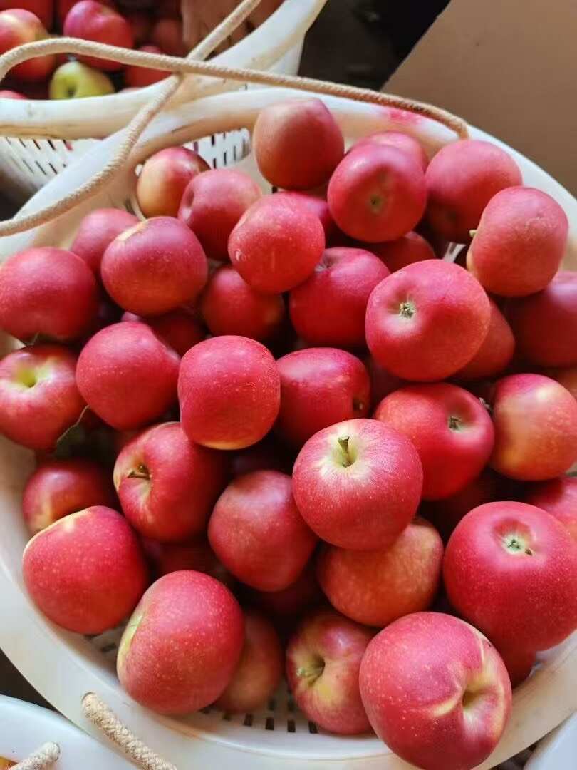 四川盐源红富士苹果 产地直发 新鲜水果一件代发 批发 团购