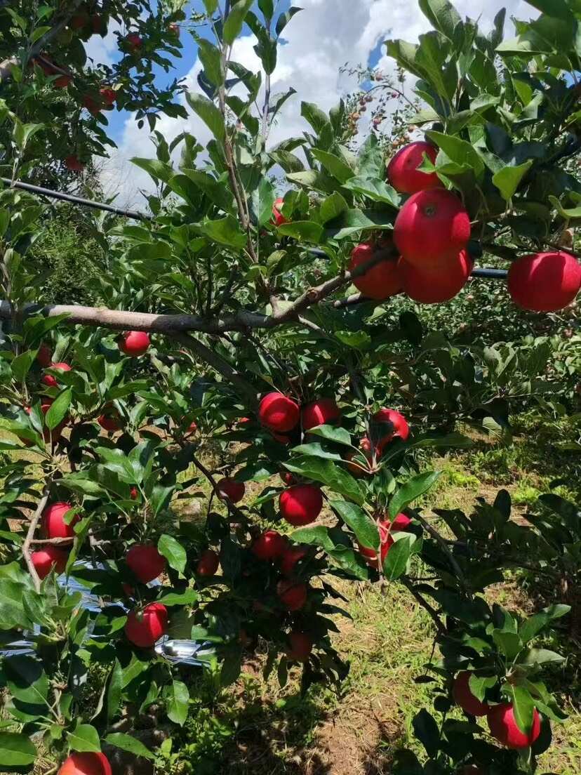 四川盐源红富士苹果 产地直发 新鲜水果一件代发 批发 团购