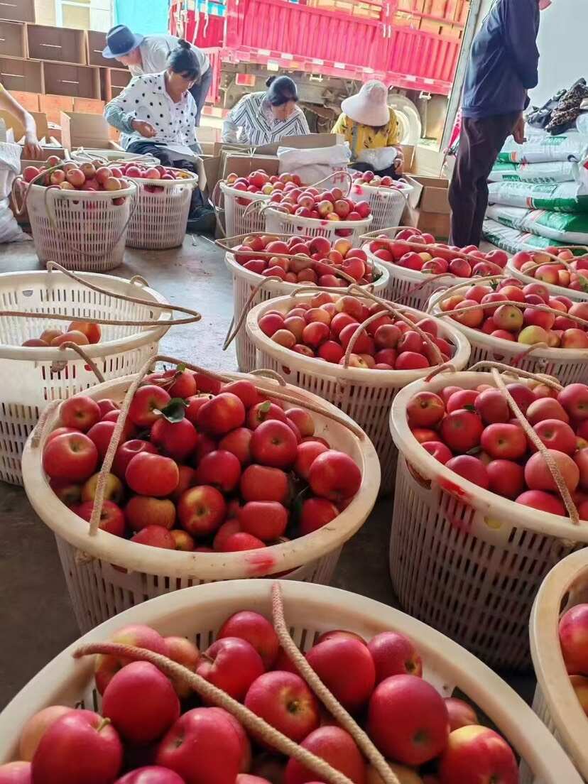 四川盐源红富士苹果 产地直发 新鲜水果一件代发 批发 团购