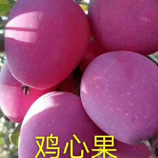东丰县鸡心果