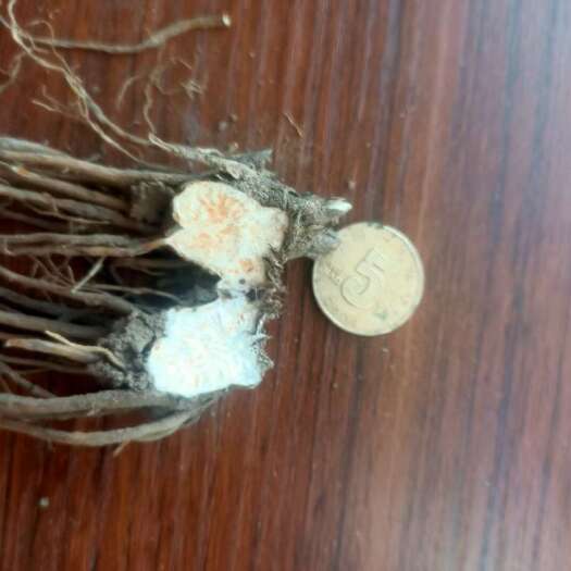 喀喇沁旗朱砂点北苍术2年苗子
