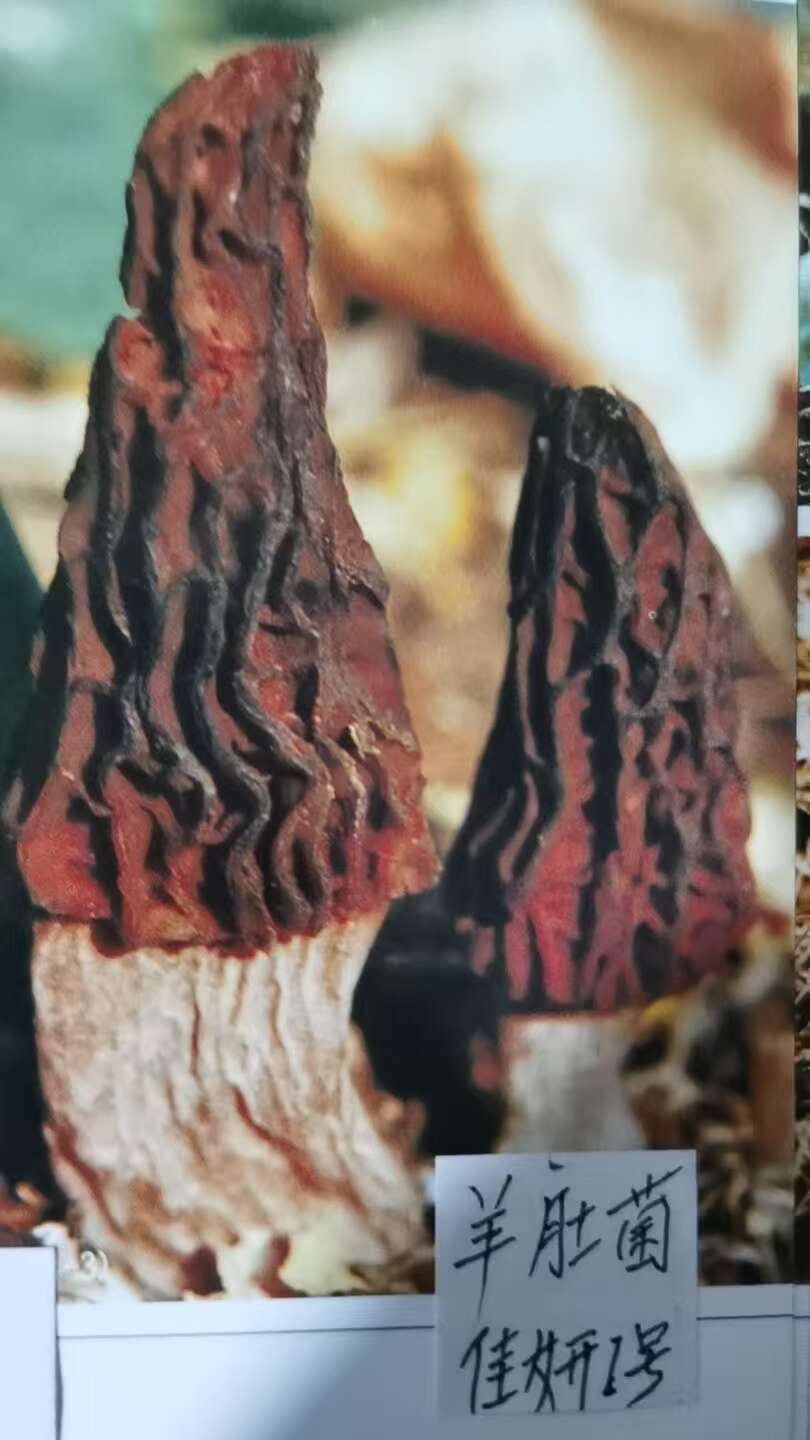 东北食药**研究所向广大羊肚菌栽培户提供西藏大棵优质羊肚菌