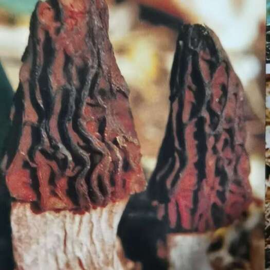 哈尔滨东北食药真菌研究所向广大羊肚菌栽培户提供西藏大棵优质羊肚菌