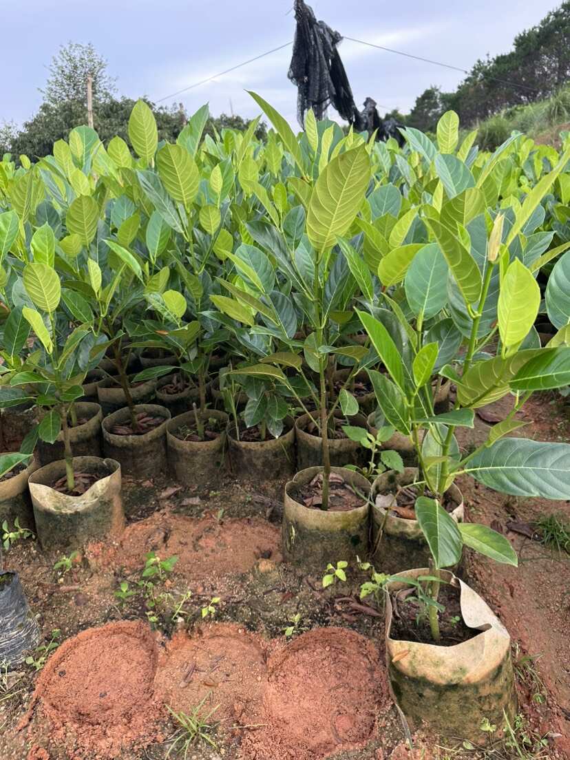 新品香蜜一号榴莲蜜苗正品嫁接苗带土带杯