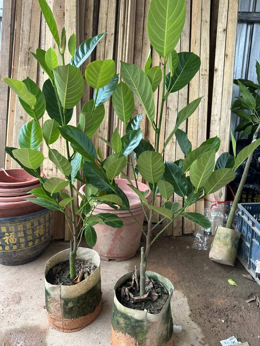 新品香蜜一号榴莲蜜苗正品嫁接苗带土带杯
