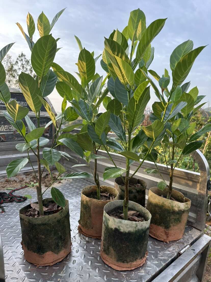 新品香蜜一号榴莲蜜苗正品嫁接苗带土带杯