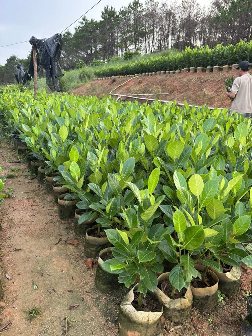新品香蜜一号榴莲蜜苗正品嫁接苗带土带杯