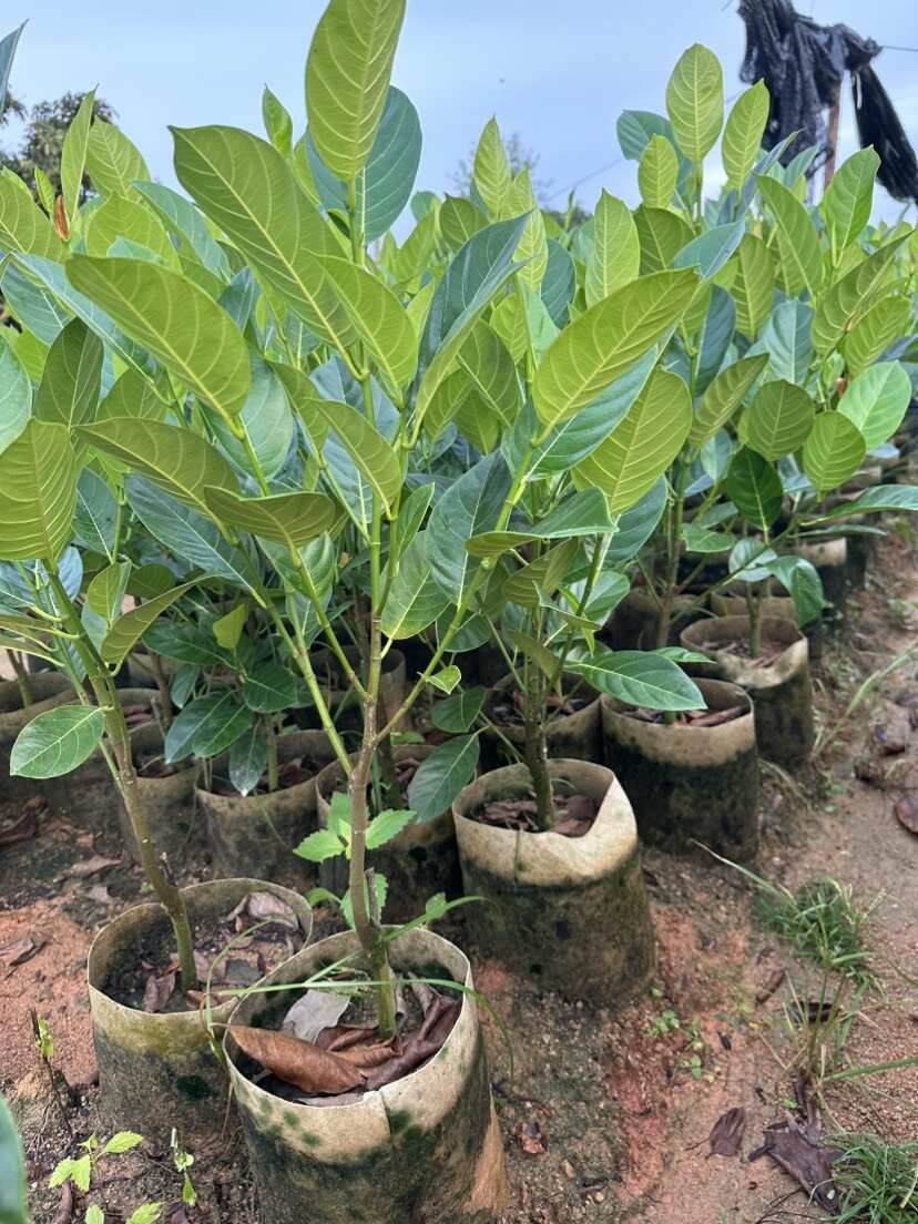 新品香蜜一号榴莲蜜苗正品嫁接苗带土带杯