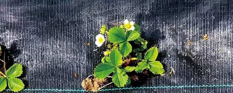 惠民县大棚果园育苗用黑色抗老化防草布