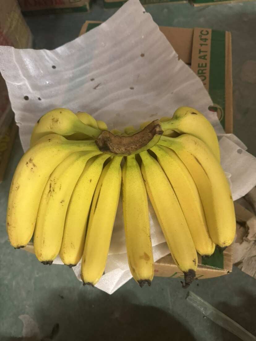 精品一级蕉零损耗包售后，感兴趣的老板联系我保质保量全国发货！
